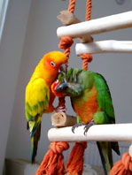 Lynne's Parrots 2003